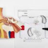 How the Brain Interprets Sound and Why It Matters